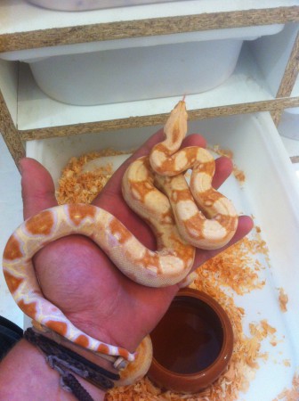 Mâle BCI Albinos Sharp 150€ (300€ le couple)